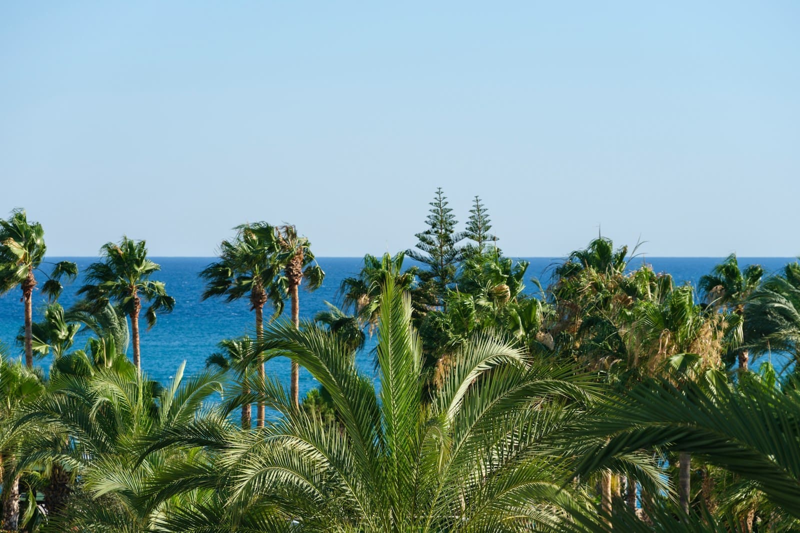 a view of the ocean through palm trees